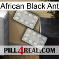 African Black Ant 17